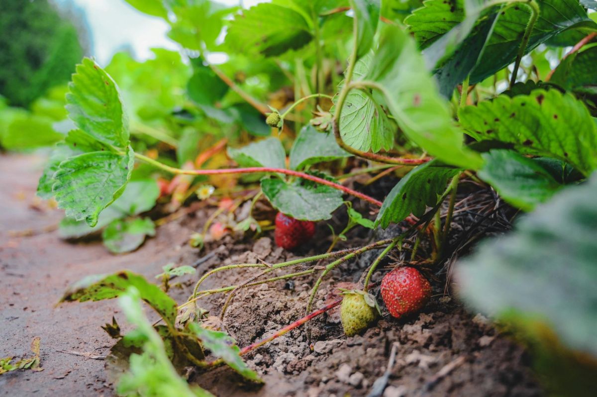 On Judgment, And Strawberries: A&nbsp;Sermon
